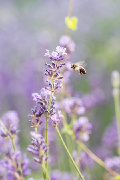 Biene am Lavendeldach (Fotocredit: Tina Herzl)